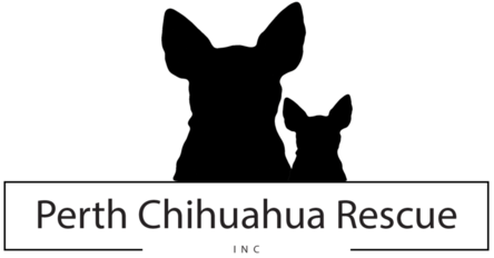 Perth Chihuahua Rescue inc – Adoptions