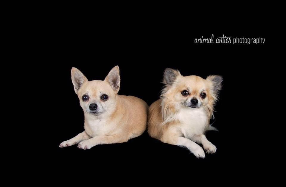 Two yellow small chihuahua