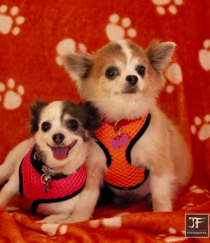 Two cute chihuahua